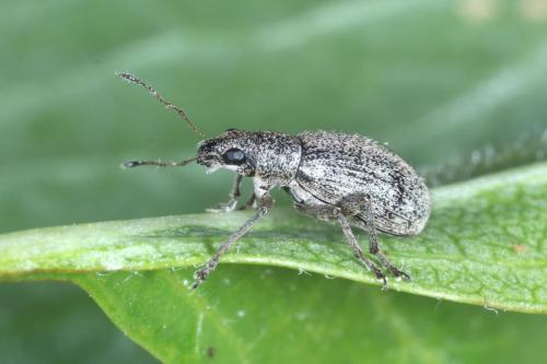 Réf. 280 512 : Polydrusus inustus